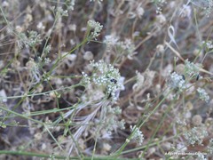 Pimpinella villosa