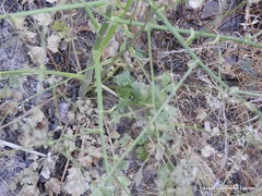 Pimpinella villosa