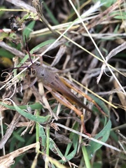 Adlappa erythroptera