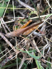 Adlappa erythroptera