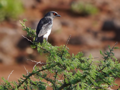 Speculipastor bicolor