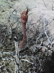 Peniocereus greggii greggii