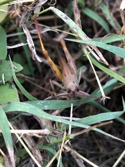 Adlappa erythroptera