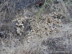 Pimpinella villosa
