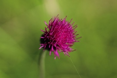 Cirsium pannonicum