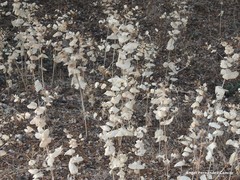 Smyrnium perfoliatum