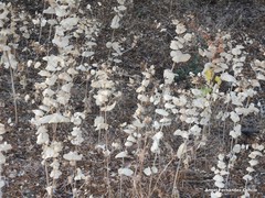 Smyrnium perfoliatum