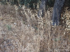 Smyrnium perfoliatum