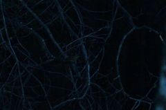 Emberiza citrinella × leucocephalos