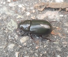 Dyscinetus morator