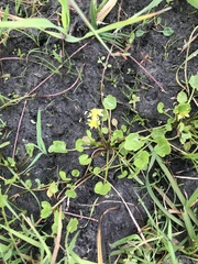 Halerpestes sarmentosa