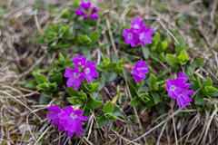 Primula clusiana