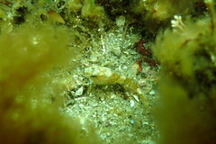 Myoxocephalus
