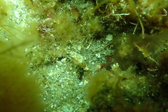 Myoxocephalus