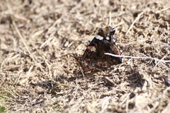 Vanessa atalanta atalanta