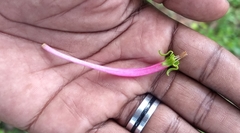 Dendrophthoe falcata