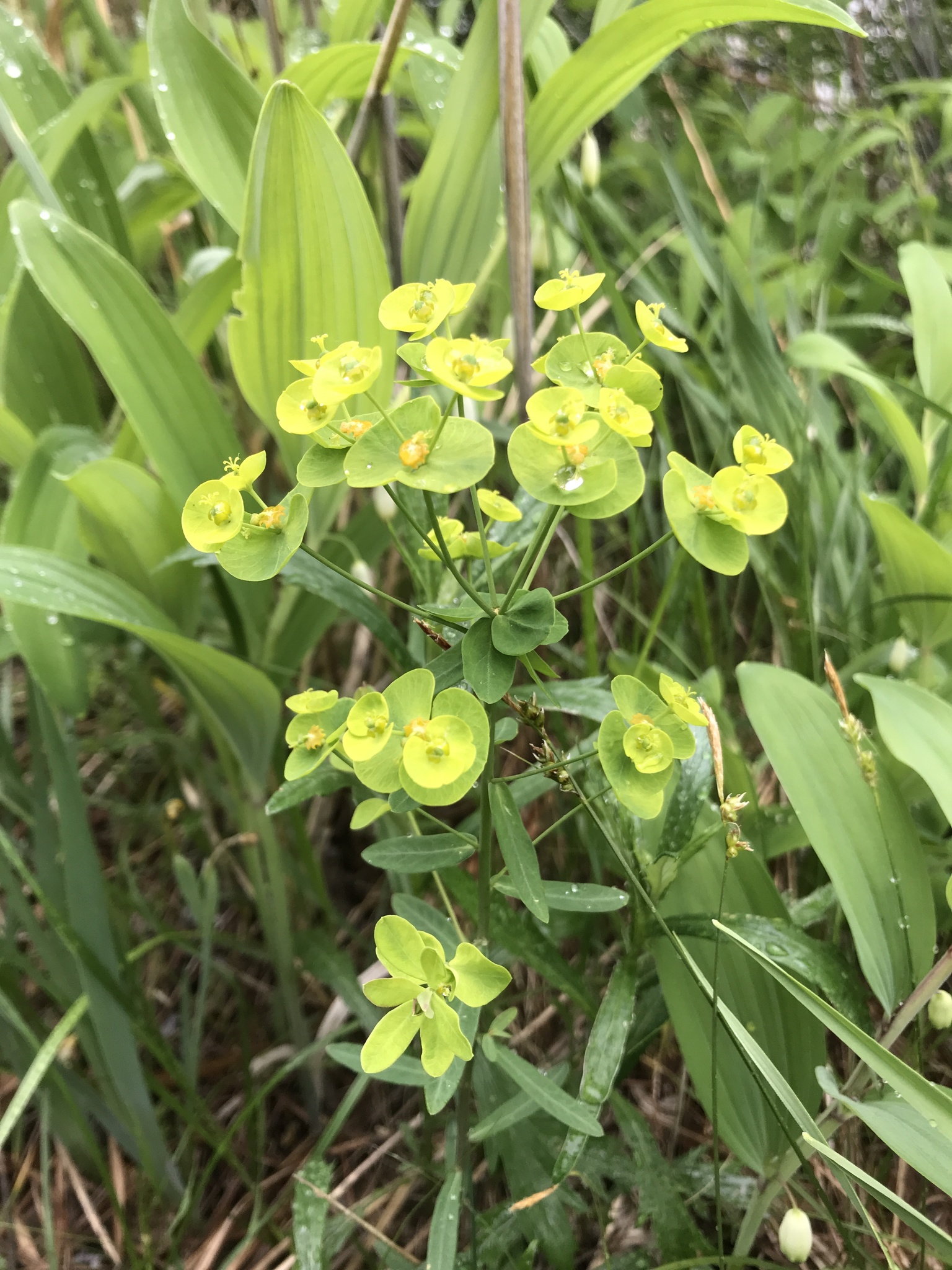 Euphorbia borealis 3