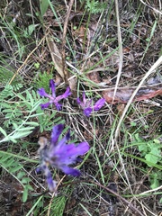 Astragalus suffruticosus