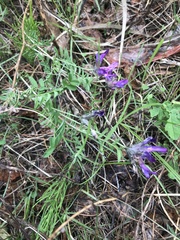 Astragalus suffruticosus