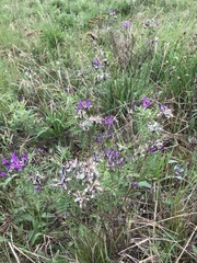 Astragalus suffruticosus