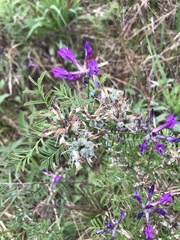 Astragalus suffruticosus