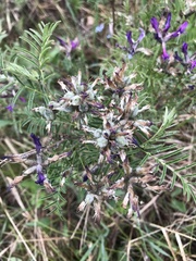 Astragalus suffruticosus
