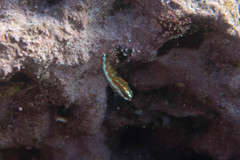 Thalassoma