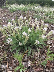Oxytropis candicans