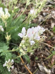 Oxytropis candicans