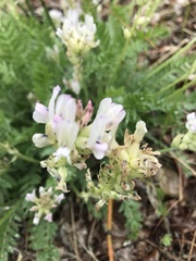 Oxytropis candicans