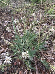 Oxytropis candicans