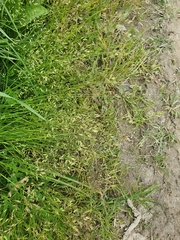 Poa annua