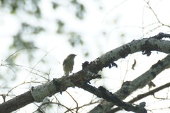 Phylloscopus trochiloides