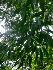 Acacia auriculiformis