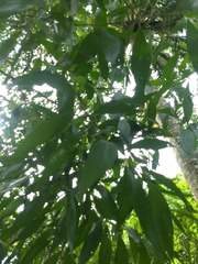 Acacia auriculiformis
