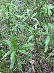 Artemisia integrifolia