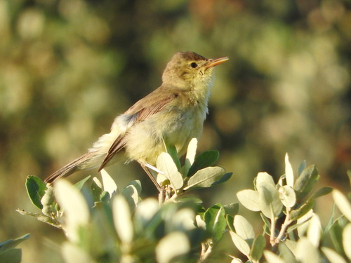 Canapino comune