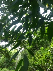 Acacia auriculiformis