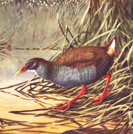 Zapata Rail illustration