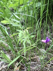 Lathyrus palustris pilosus