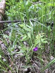 Lathyrus palustris pilosus