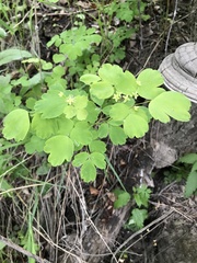 Thalictrum baicalense