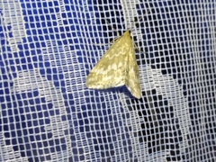 Evergestis frumentalis