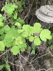 Thalictrum baicalense