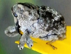 Eutyrhinus meditabundus