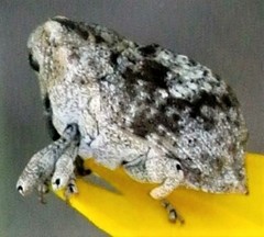 Eutyrhinus meditabundus