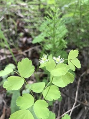 Thalictrum baicalense