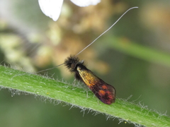 Nemophora barbatellus