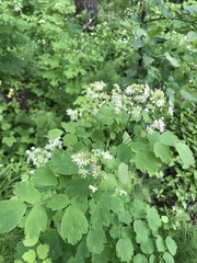 Thalictrum baicalense