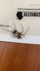 Loxosceles reclusa
